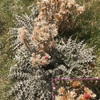 Chardon fausse carline (Carduus carlinoides) fleur persistante