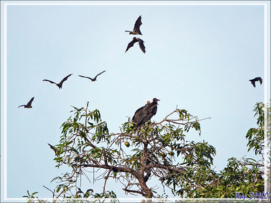 Les Roussettes, chauves-souris géantes frugivores de Bolama - Ile de Bolama - Bijagos - Guinée Bissau