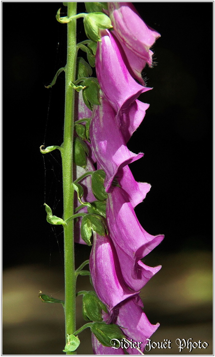 Digitale Pourpre (4) - Digitalis purpurea