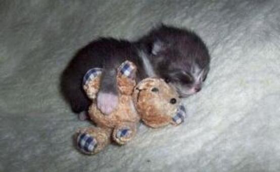 http://lancien.cowblog.fr/images/Animaux4/cuteanimalssleepingstuffedtoys22.jpg