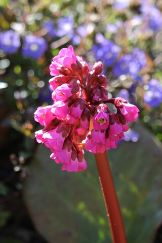 Bergenia cordifolia