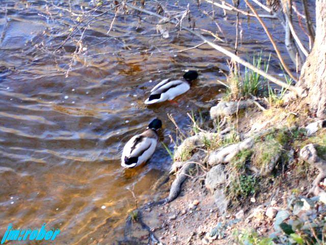 Balade printanière sur les bords de Vienne (2)