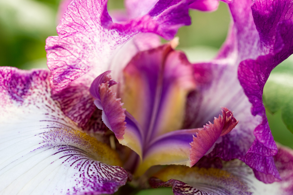 Iris à grandes fleurs (2)