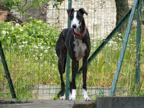 AMA, galga bonheur, qui cherche une perle rare?  " Les sauvetages de Jacqueline"