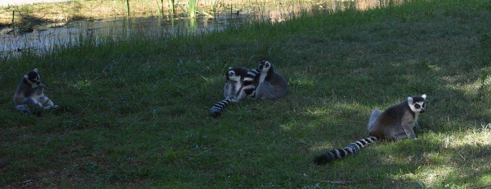 Les makis cattas au Zoo de La Teste - août 2024...