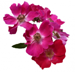 Tubes Fleurs - Divers