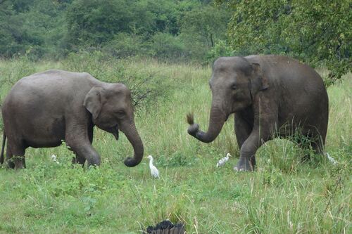 24 février au 9 mars: Le Sri Lanka, terre des éléphants...