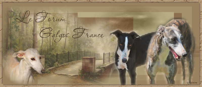 Cadeaux faits sur mon forum pour Galgos France