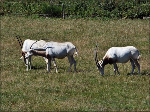 Photo d’oryx algazelle du parc de Branféré