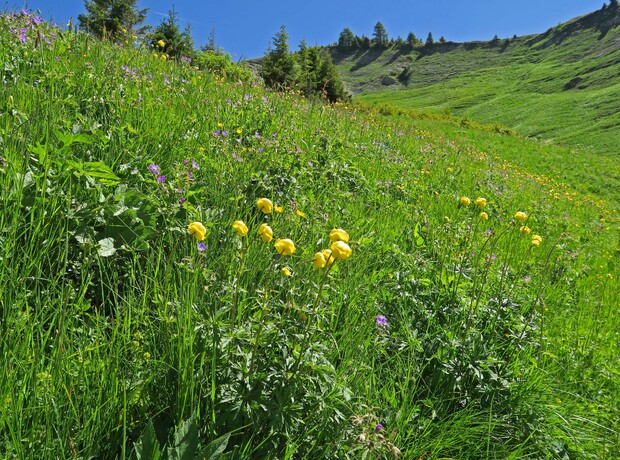 Col de Balme