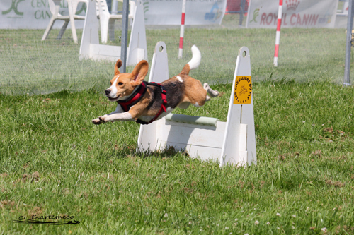 Tournoi de flyball de Sainte Euphémie - 2 juin 2012