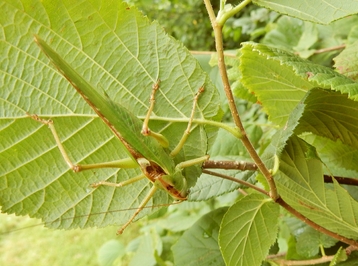 Insecta - Orthoptère – Tettigoniiadae – Tettigonia Viridissima - Grande Sauterelle verte 