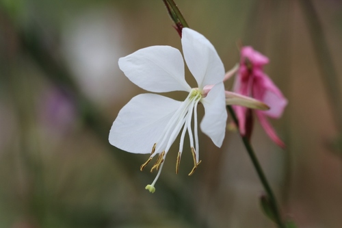 Mes maigres floraisons