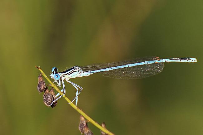 Agrion