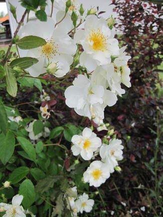 La pleine floraison du rosier-liane ' Bobby James '