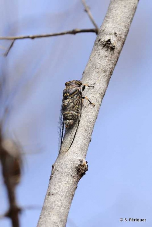 Puff adder and cicada