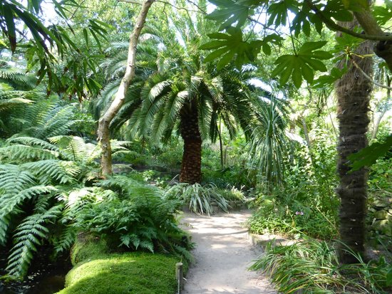LA GRANDE PALMERAIE - Photo de Jardin Georges Delaselle, Île-de-Batz -  Tripadvisor