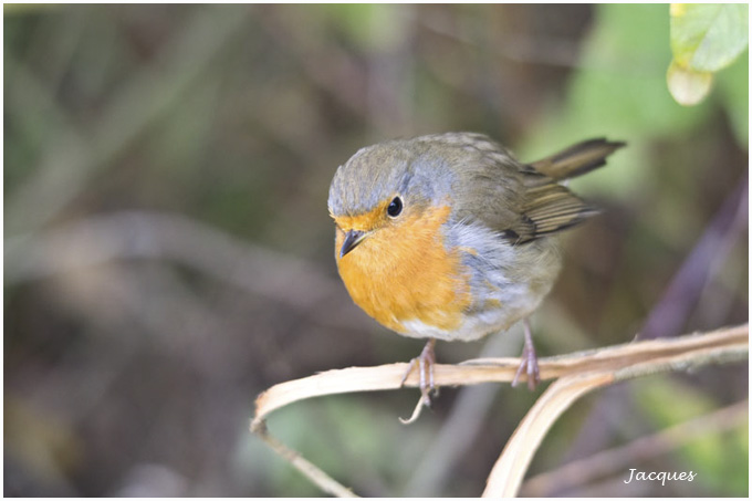 6 un rouge-gorge a pris la pause