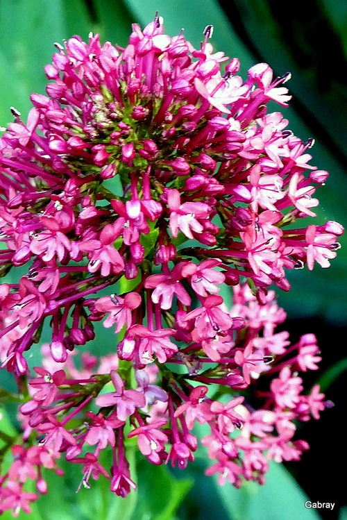 Les fleurs de la valériane 