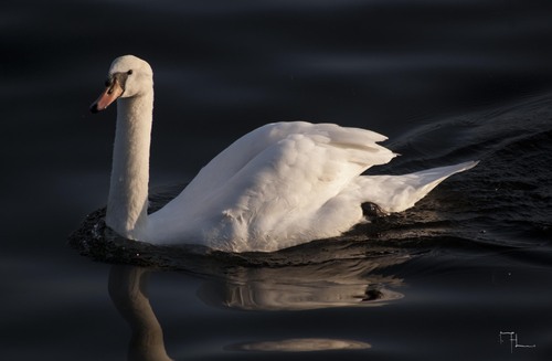 Un cygne...