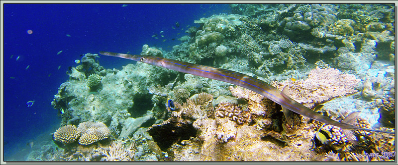 Poisson flûte ou cornette à taches bleues, aiguillette de fond, fistulaire de Commerson (Fistularia commersonii) - Snorkeling à Athuruga - Atoll d'Ari - Maldives