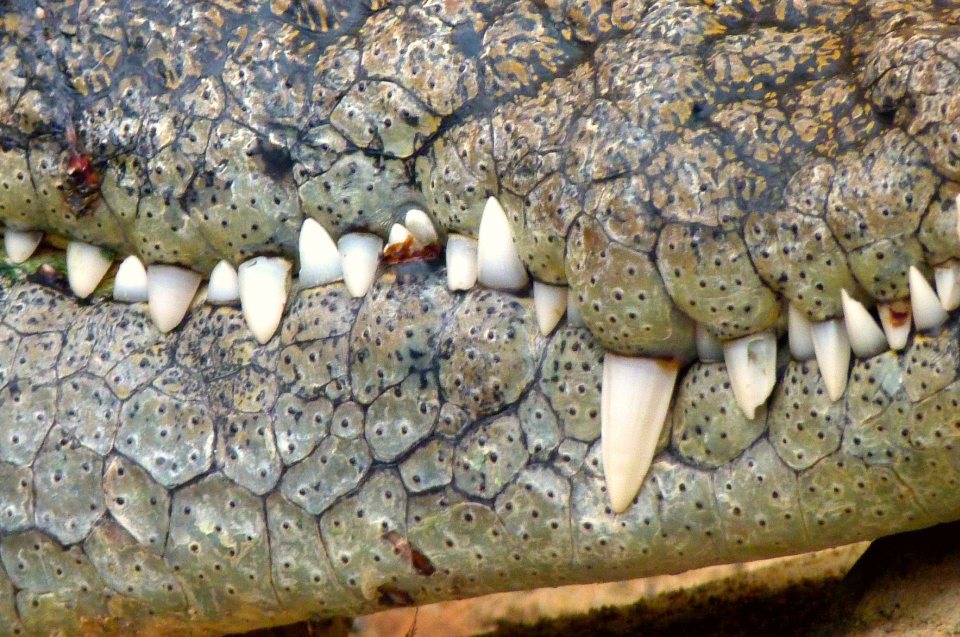 Krokodil Maul Detail - Ausstellungslexikon