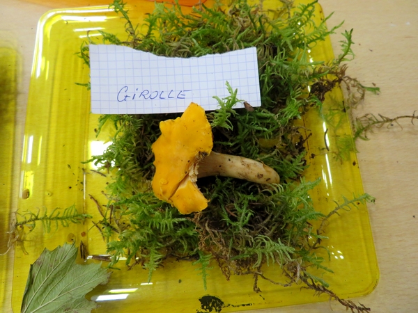 Les champignons châtillonnais dans toutes leurs variétés, exposés à Montbard par la Société Mycologique Châtillonnaise