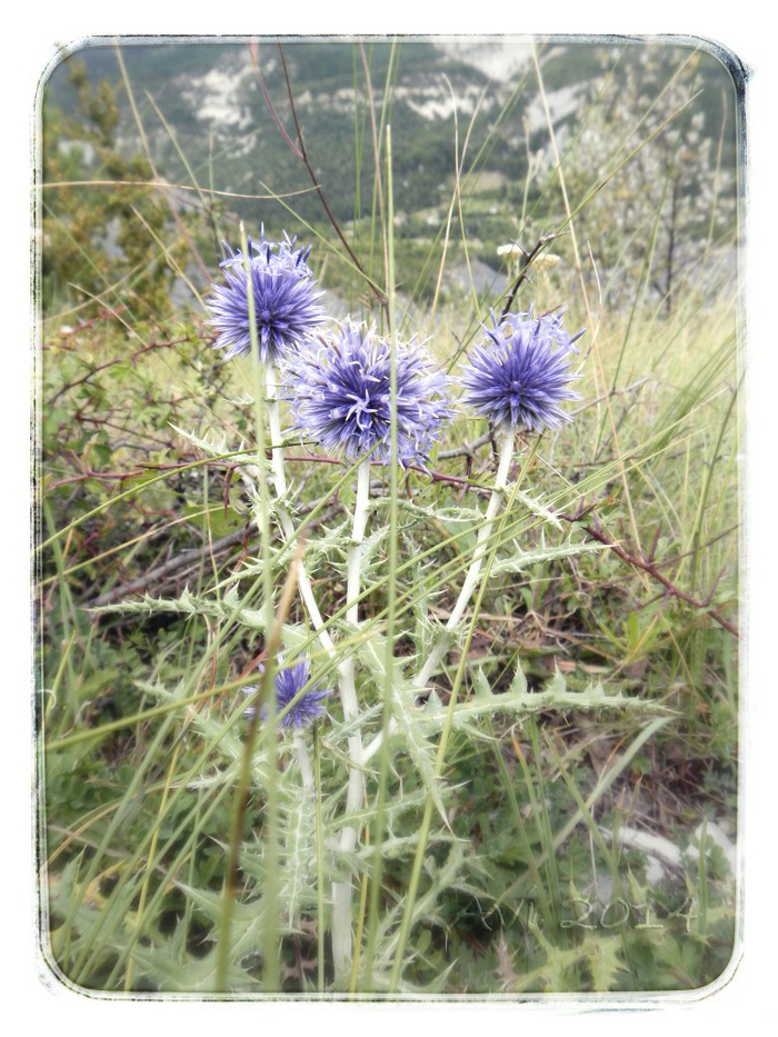 Fleurs d'été : Azurites ou chardons bleus