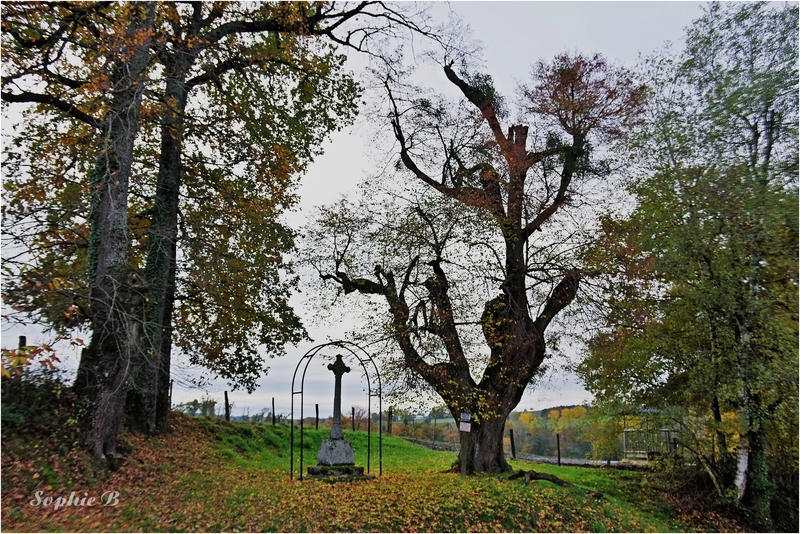 En hommage aux arbres ...