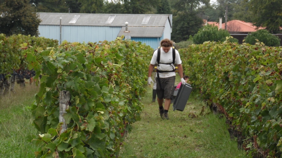 A la vigne !