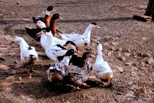 Lauragais en 31 : les canards et la marre !