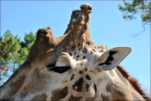Photos Girafes de Rotchild - Zoo d'Arcachon