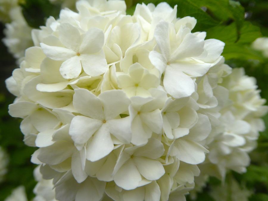 Des fleurs blanches, c'est pur!