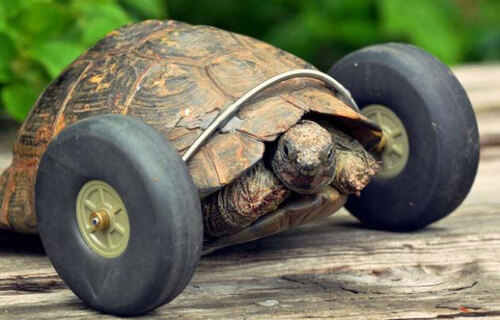 Cette petite tortue commence une nouvelle vie grâce à des roues qui remplacent ses pattes handicapées