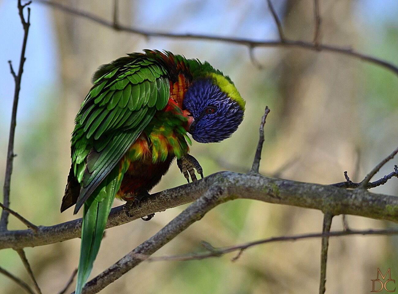 Loriquet à tête bleue