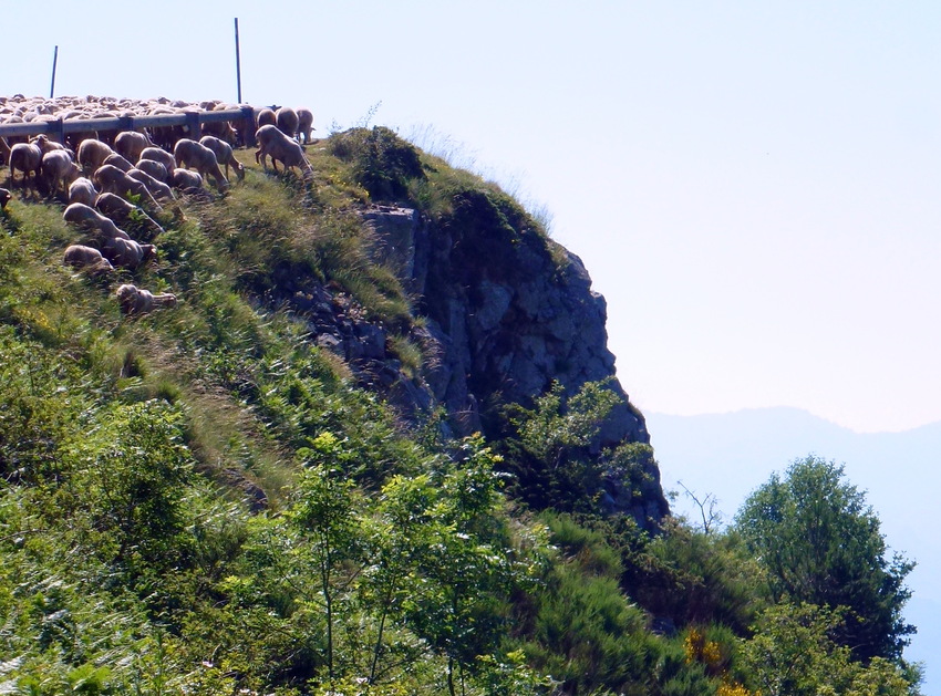 Transhumance à Batère...3