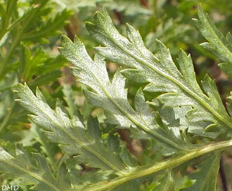 Tanacetum vulgare  -  tanaisie