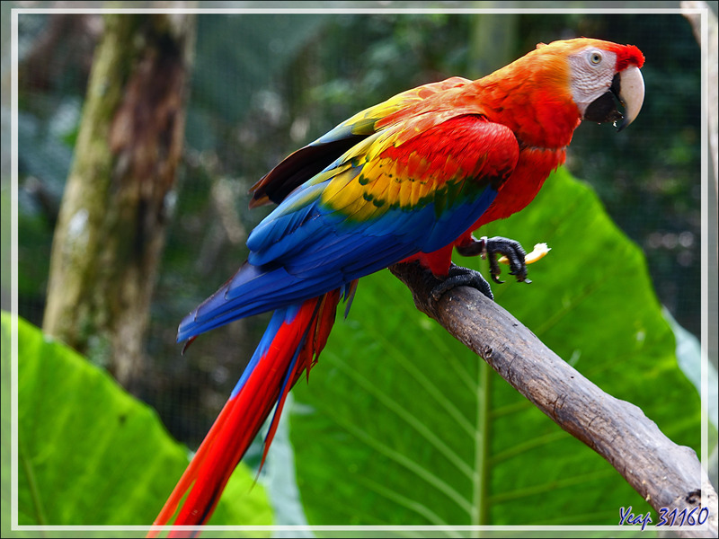 Ara rouge, Scarlet Macaw (Ara macao) - Parque das Aves - Foz do Iguaçu - Brésil