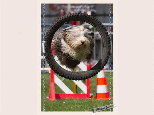 Didi & Marie en agility diaporama