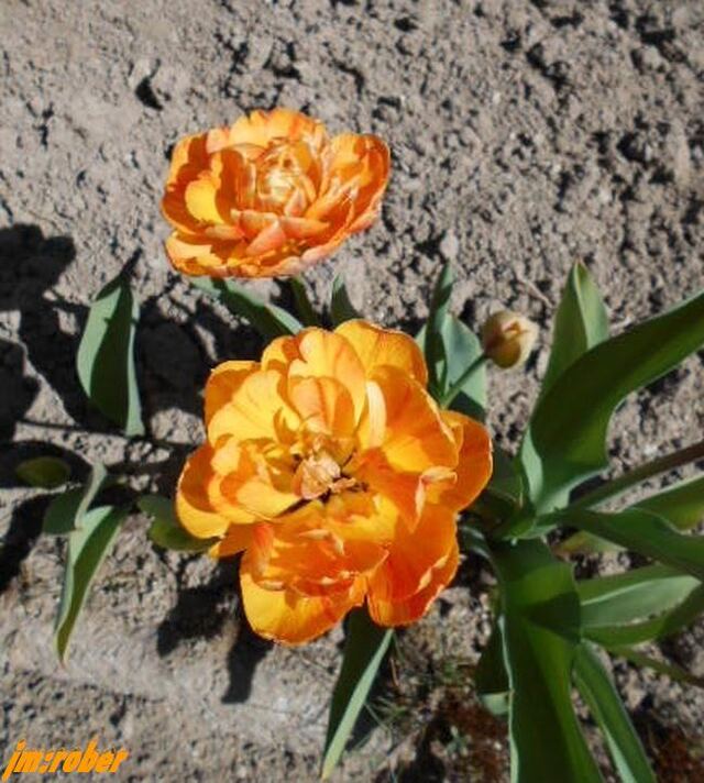 a tulipe un bulbe et une fleur mythique