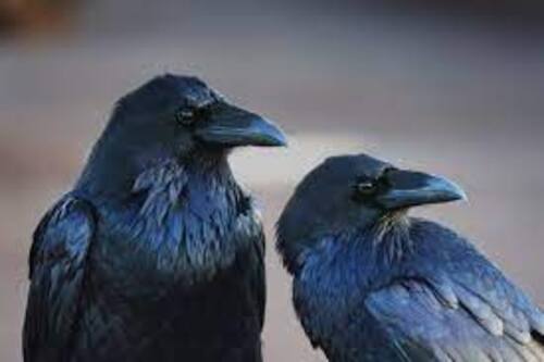 Les corbeaux