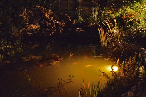 Magical Garden by night