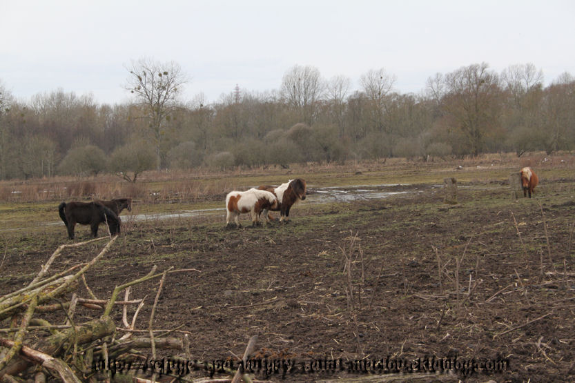 Photos poneys d'Epagne Epagnette page 2 - du 16/03/13