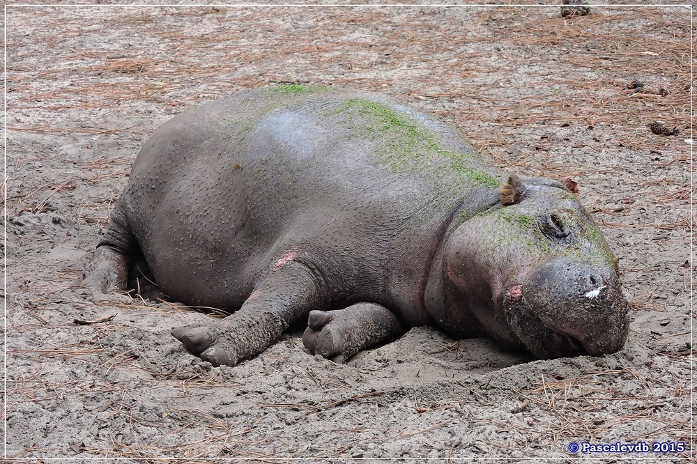 Zoo du Bassin d'Arcachon à La Teste - Août 2015 - 8/12