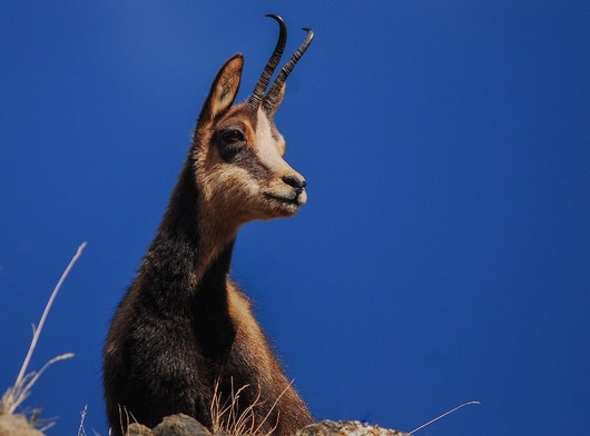 Peut être une image de cerf