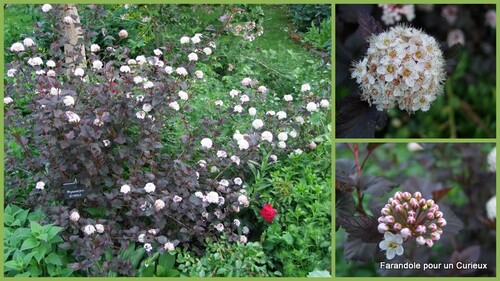 Arbustes au jardin 