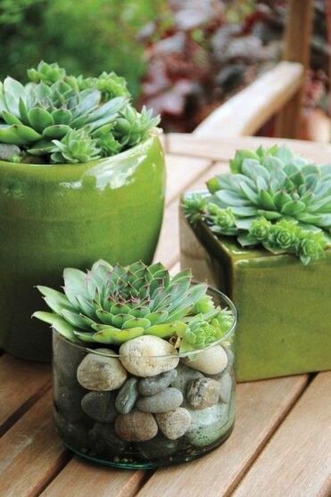 Les plantes succulentes