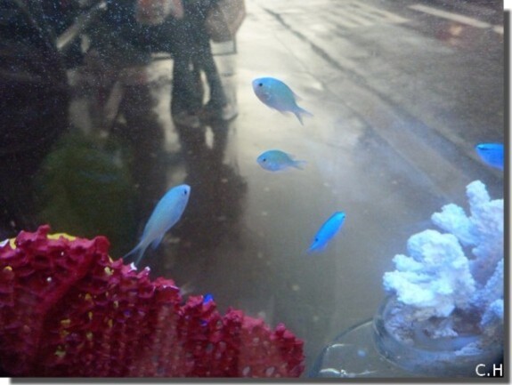 Decaux Aquarium Poissons bleus