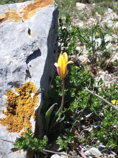 tulipe méridionale Tulipe méridionale (Tuchan Mai 2016)