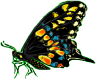 Clipart papillon